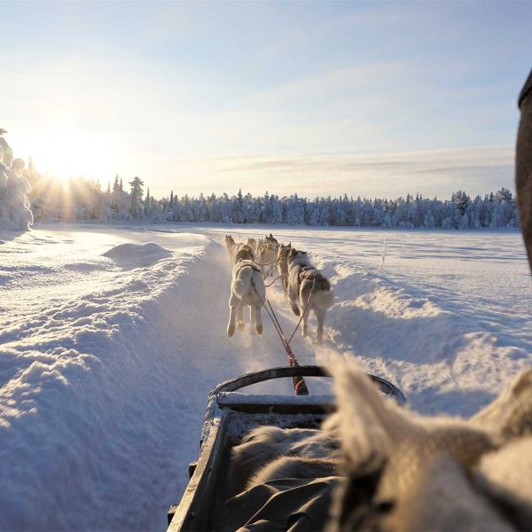 chiens-traineaux-en-laponie-myfinland